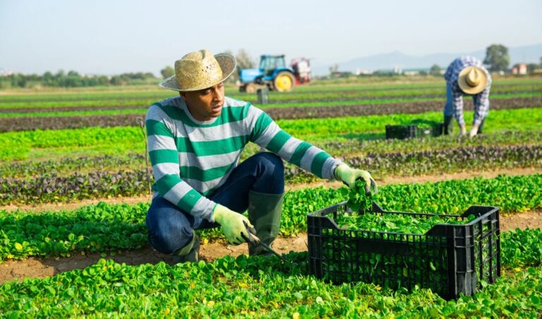 Réduire les pertes post-récolte en Afrique : Comment la tech révolutionne l’agriculture 🌍🚜📱